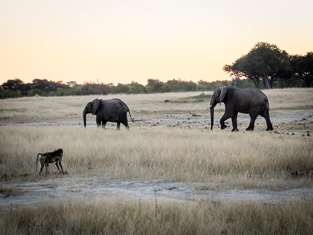 baboon-and-elephant.jpg