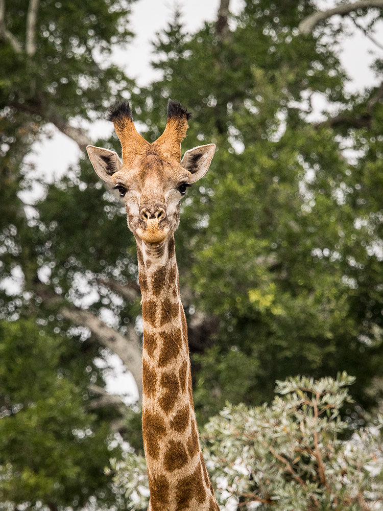 giraffe.jpg