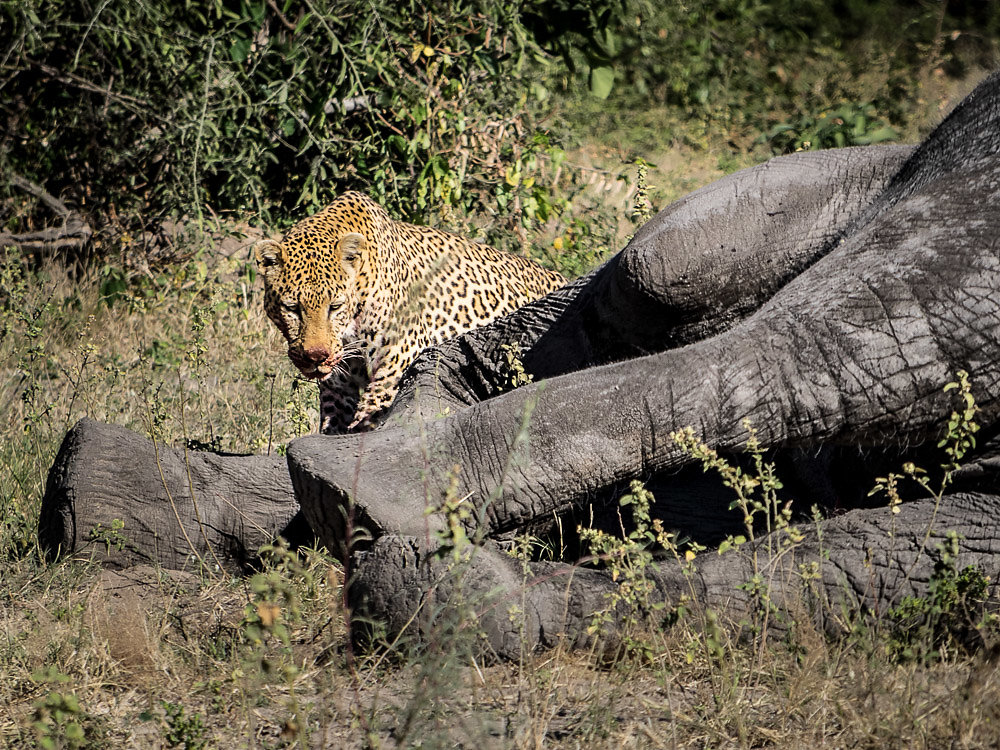 leopard-and-elephant2.jpg