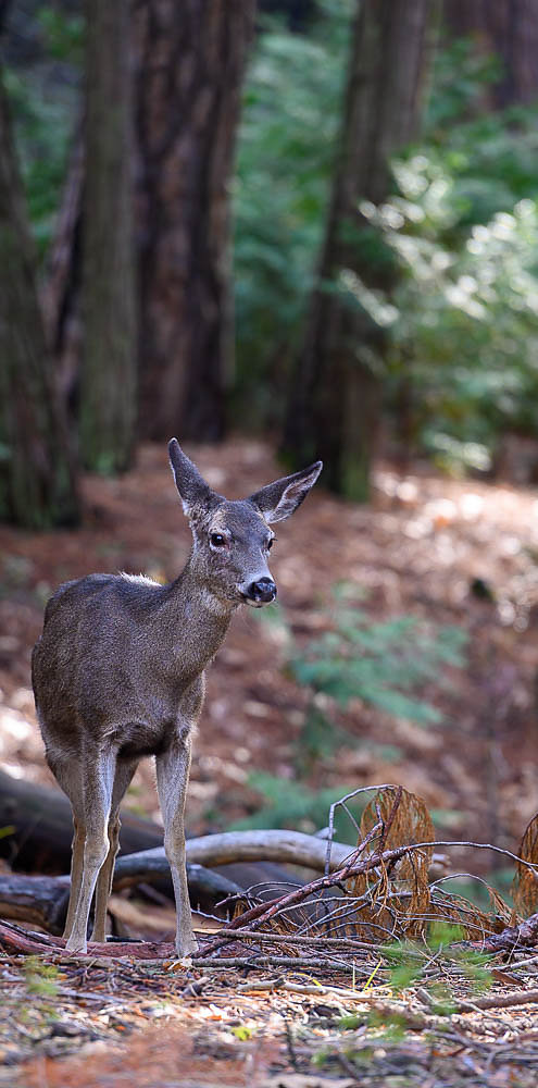 Yosemite5.jpg